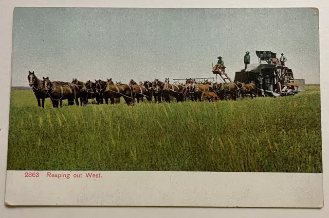 Vintage Postcard - California Harvesting "Reaping Out West"