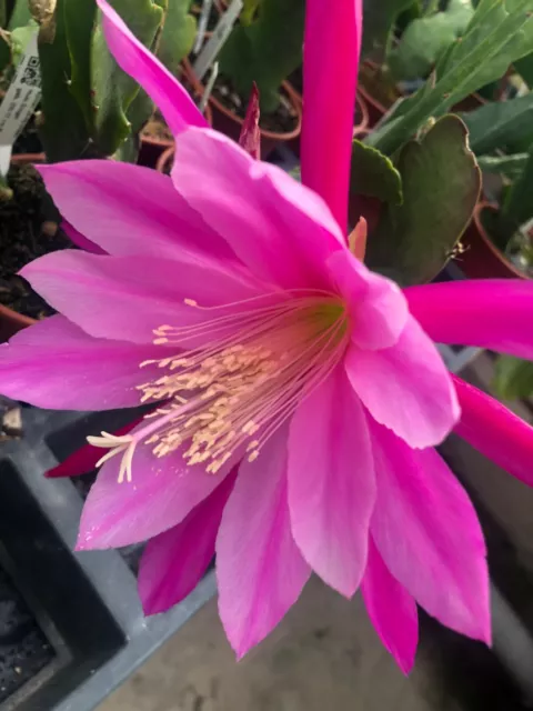 Epiphyllum Hunsrück Charme