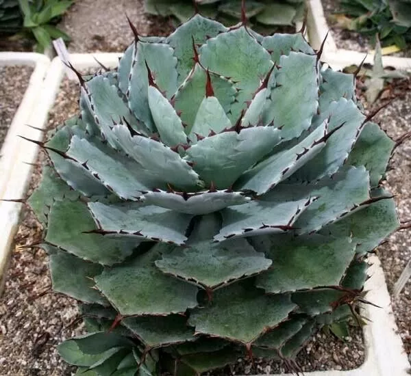 Agave Tobala Potatorum Mezcal 30 seeds Oaxaca Mexico