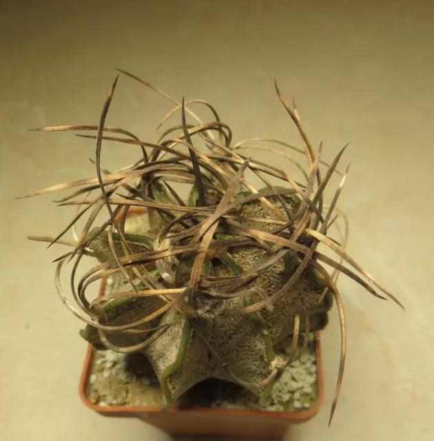 Astrophytum CAPRICORNE v FORM PARRAS     own root