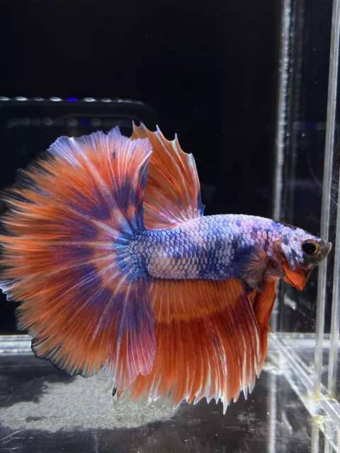 Live Betta Fish Male Halfmoon Fancy Tri color Red Blue White USA SELLER M2634