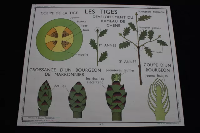 R206 Affiche scolaire papier Rossignol 5 TIGE BOURGEON 6 FEUILLE 90*75 ecorce