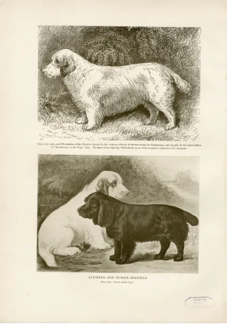 Clumber & Sussex Spaniel Dogs  Original Antique Dog Print Page From 1906