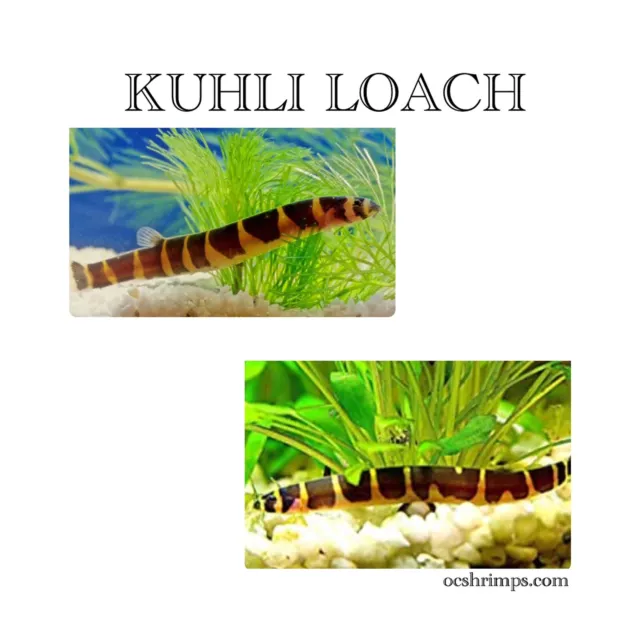 Live Fish - Kuhli Loach ( Pack Of 8 Pcs ) 3-5 Cm