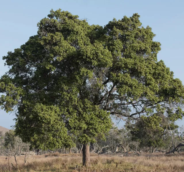 10 Fresh seeds of Precious Santalum Album Indian Sandalwood Tree for Growing