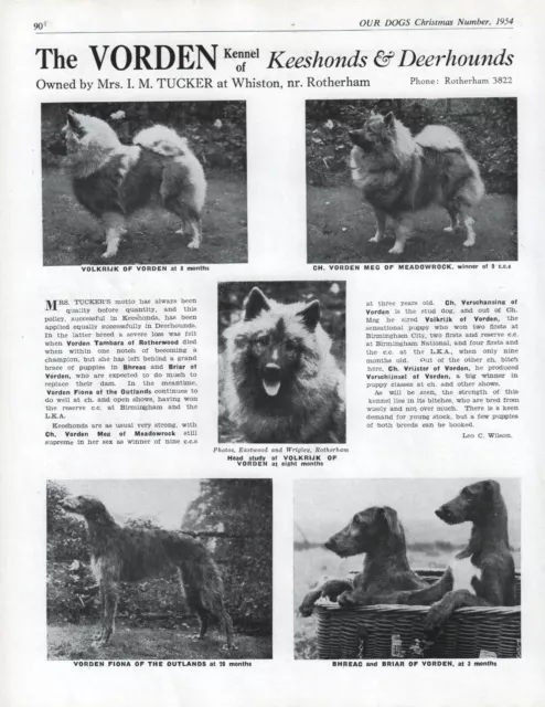 1954 Keeshond & Deerhound Dog Breed Kennel Advert Print Page Vorden Kennel