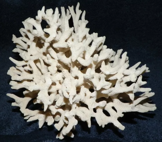 NATURAL WHITE BRANCH Finger lace Coral Sea Ocean Reef Aquarium Decor ...