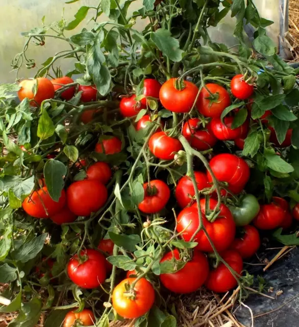 Frühe russische Tomate (Mongolskyi Karlik)  Tomaten ertragreich 30+Samen