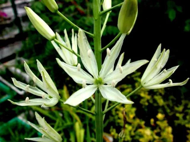 Camassia leichtlinii Alba x 10 seeds. Perennial 3