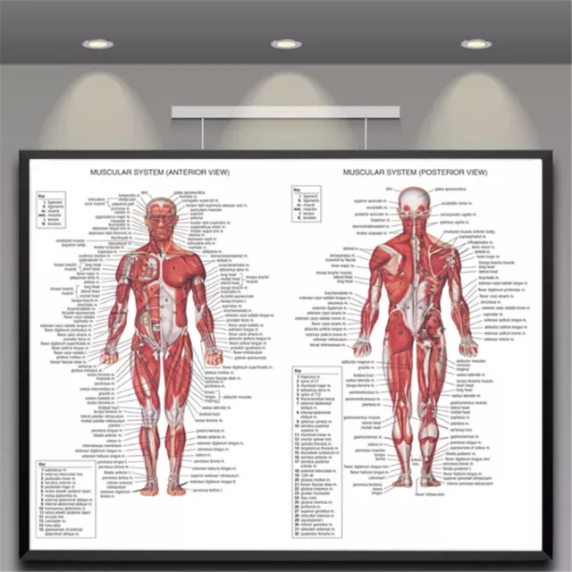 70X50CM Human Body Muscle Anatomy System Anatomical Chart Educational Poster