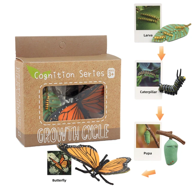 ANIMAL LIFE CYCLE Kid Toys Plant Model Teaching Aids Animal Growth ...