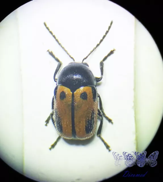 Coleoptera Chrysomelidae Cryptocephalus rugicollis Male High quality Spain.