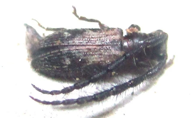 O004 PA : Cerambycidae species? 5mm******************************************