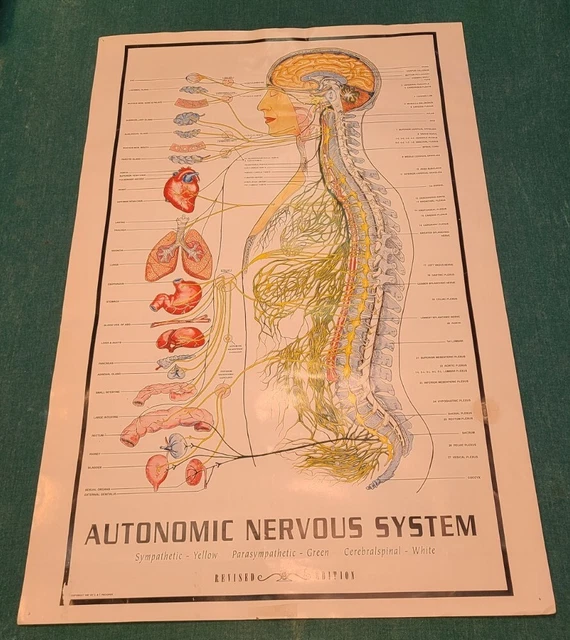 VINTAGE 1957 AUTONOMIC Nervous System Poster Medical Chiropractic Chart