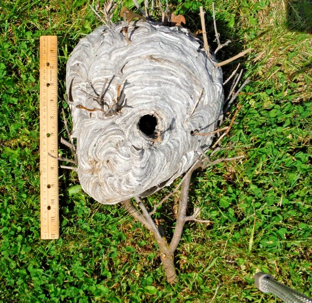 Real Paper Wasp Nest on Lilac Bush Branches 9x7x7 Taxidermy Yellow Jacket Hornet