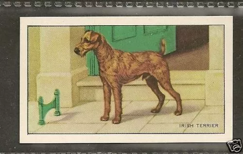 Rare 1936 UK Dog Art Full Body Gallaher Series A Cigarette Card IRISH TERRIER