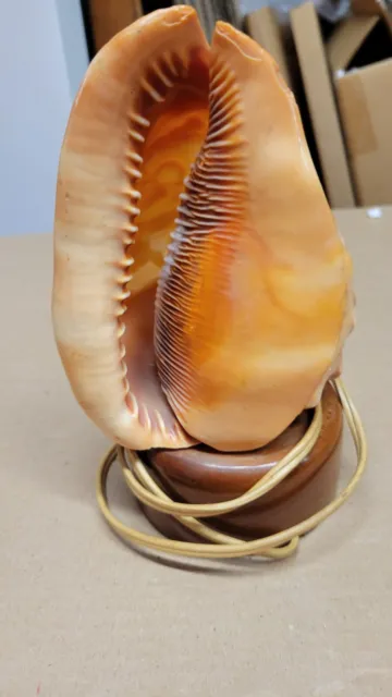 A hand carved from italy cameo shell table lamp mid 19th century