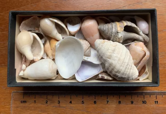 Small box of mixed Sea Shells 45g