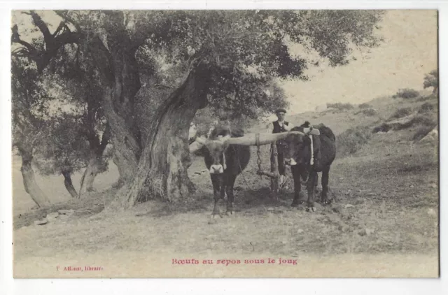 Boeufs au repos sous le joug - CPA - Années 1910