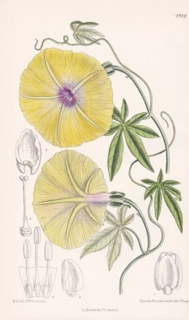Ipomoea dasysperma Asia Africa Blume flower Botanik Lithographie Curtis 8788