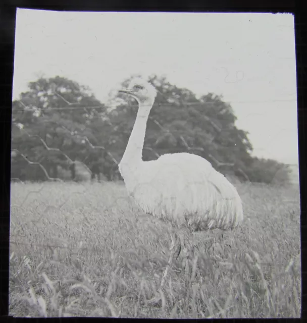 Glass Magic lantern Slide WHIPSNADE ZOO AN UNKNOWN BIRD 1930'S BEDFORDSHIRE