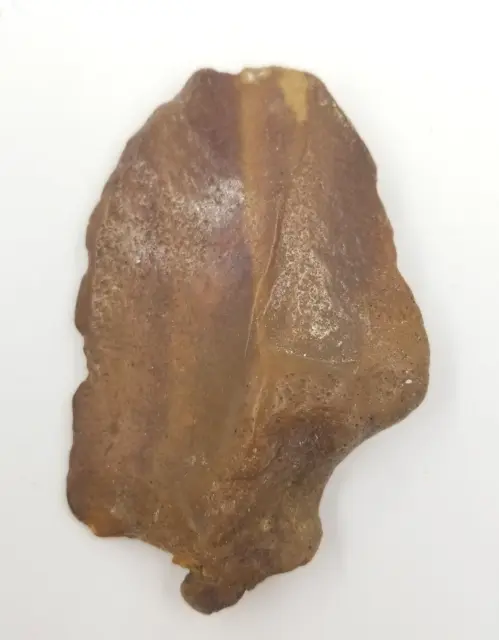 Petrified Fossilized Arrow ? Rock Specimen Unknown ?