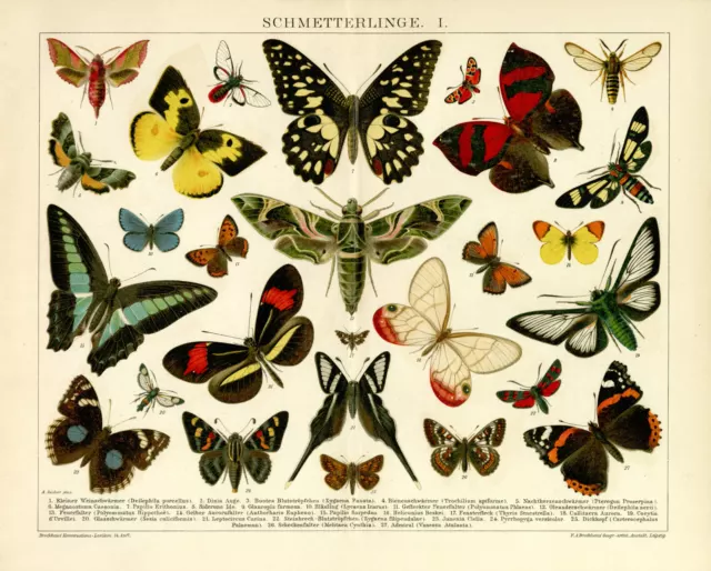 27 Arten Schmetterlinge Feuerfalter Dickkopf papilio  Chromolitho ca. 1892