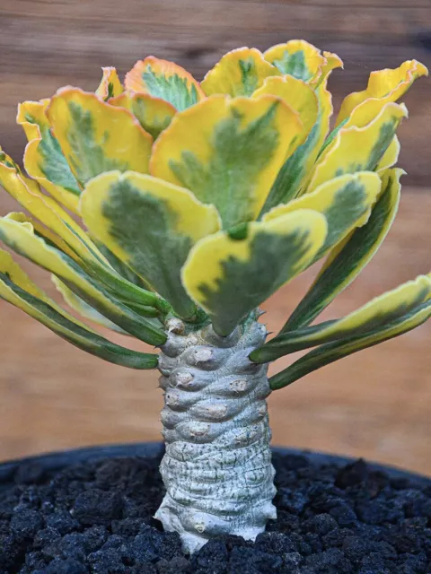 8cm Cactus Euphorbia Poissonii Cactaceae Succulent Cactus Live Plant Beautiful