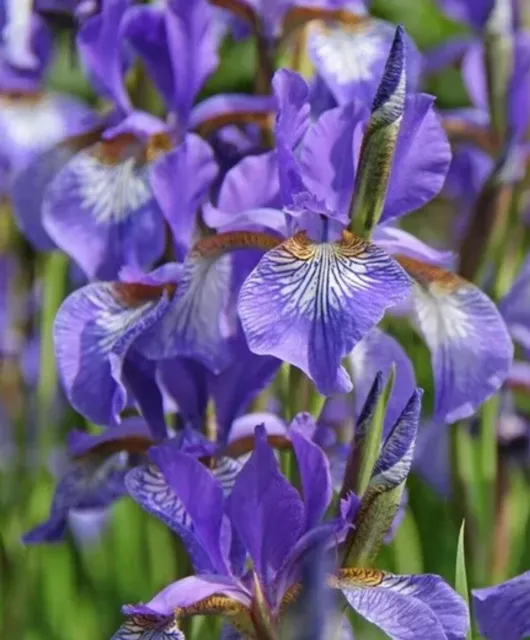 (30) Siberian Iris Live Plants Beautiful Purple Flower -Bare Root- Free Shipping