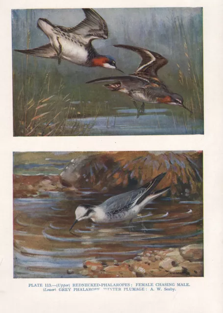 Vintage Oiseau Imprimé~Rednecked-Phalaropes~Grey-Phalarope Hiver Plummage