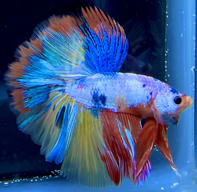 CHARMING Live Male Yellow Multicolor Over-Halfmoon Betta Fish (READ DESCRIPTION)