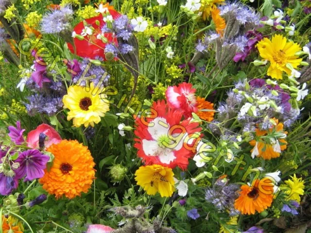 Balkonkasten Mix Pflegeleichte Blumenmischung Ausdauernde Sommerblumen 200 Samen