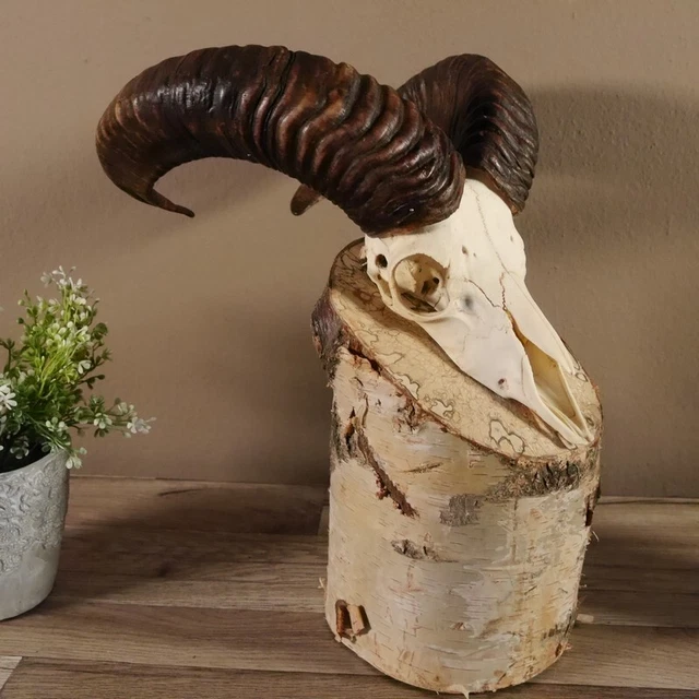 Mufflon Aries Cornamenta Trofeo de Calavera Hornlänge 44CM En Standsockel