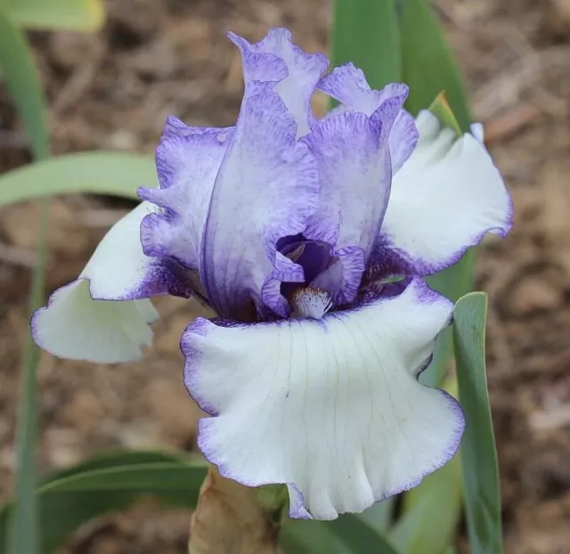 Tall Bearded Iris - "Patriotic Heart"