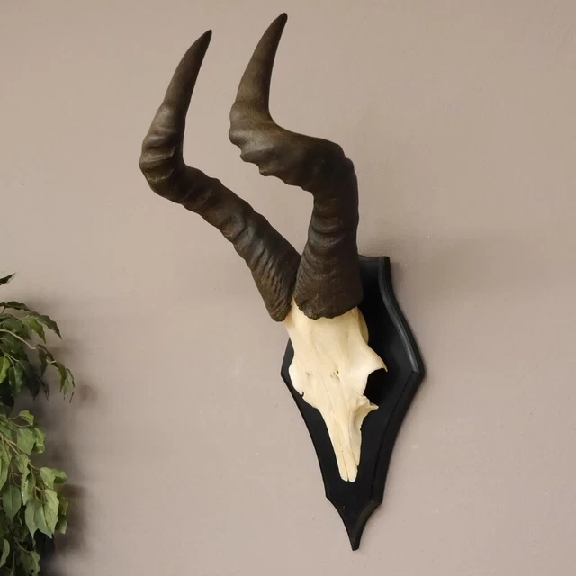 Hartebeest Búfalo Trofeo de Calavera Hl 55 CM África Antílope Cráneo Trofeo
