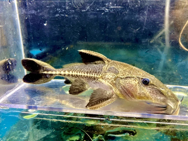 Niger Catfish / Oxydoras niger - Live Freshwater Fish