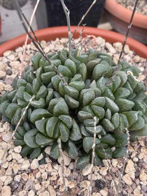 Haworthia Fasciata – Piccola Pianta In Vaso Da 5,5 Cm - Foto 11