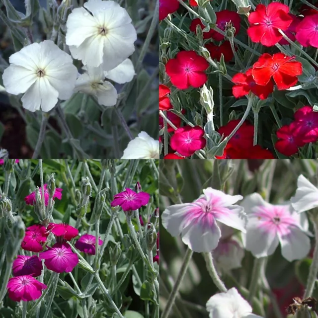 Lychnis Coronaria 🌸 Mix 100 Seeds White Pink Neon Red Rose Campion