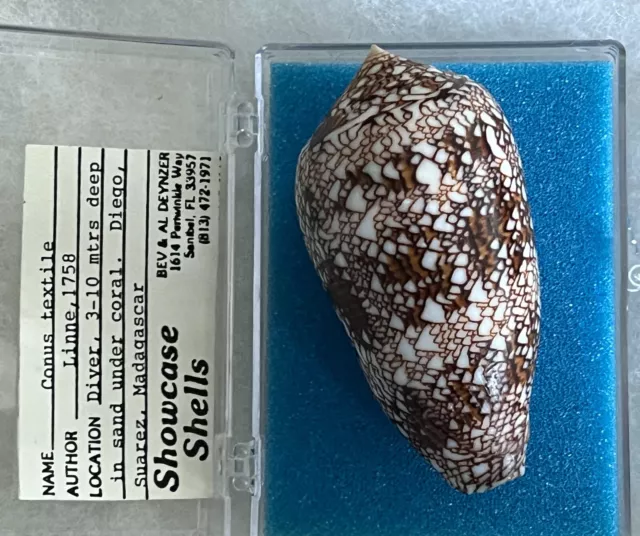 Dark & excellent Conus textile / archiepiscopus - Madagascar - old data - 80.5mm