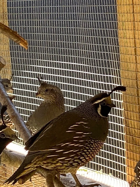 California Valley Quail Hatching Eggs - 20 plus - FREE SHIPPING!!! California Valley Quail Hatching Eggs - 20 plus - FREE SHIPPING!!!