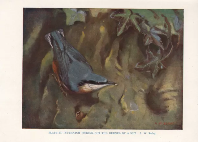 Vintage Bird Print ~ Nuthatch Picking Out Kernel Of A Nut