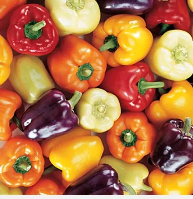 🫑RAINBOW BELL PEPPER SEEDS MIX 50+ RED purple orange  white yellow