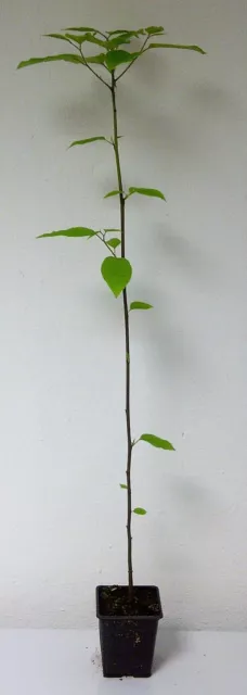 Japanischer Rosinenbaum Hovenia dulcis Pflanze 25-30cm Japanisches Mahagoni 2