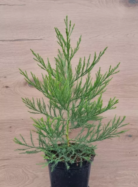 1 X Mammutbaum 40-60 cm 3 Liter Topf Sequoiadendron giganteum  Bergmammutbaum