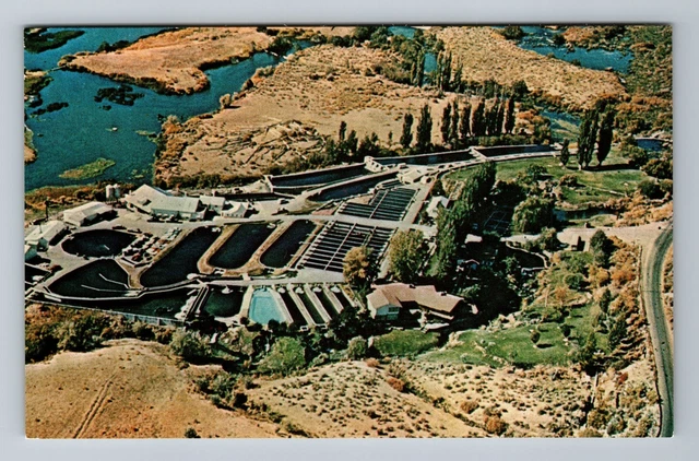 Buhl ID-Idaho Aerial View Snake River Trout Farm Antique Vintage Postcard