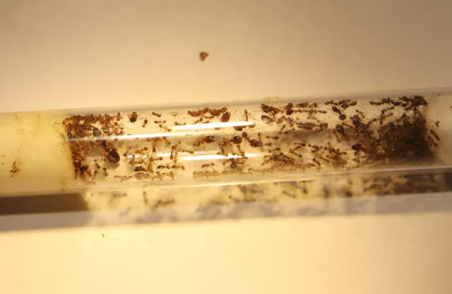 colonie de fourmis :: Pheidole pallidula
