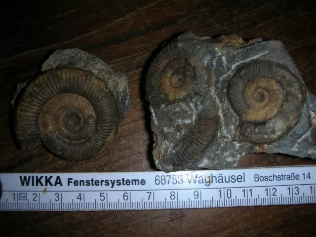 fossilien tierfossilien ammoniten Lias Kalchreuth