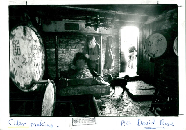 A cider maker presses apples in preparation for... - Vintage Photograph 874747