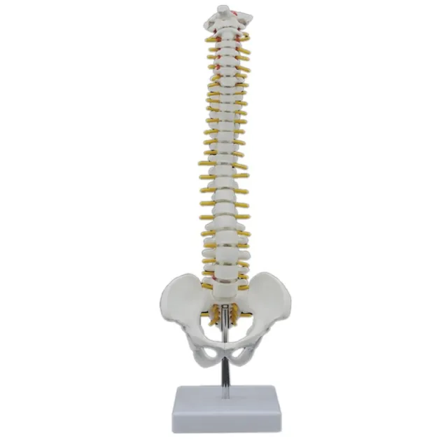45CM Human Spine with Pelvic Model Human Anatomical Anatomy Spine Model Spi G2I1