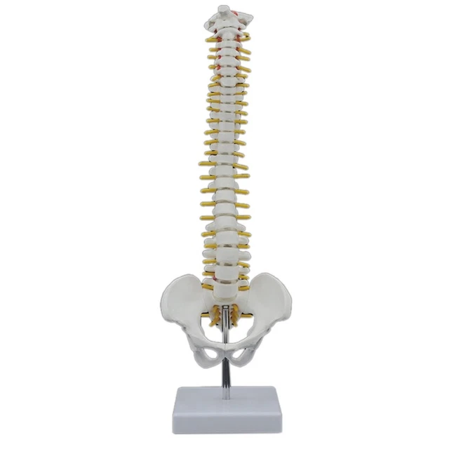 45CM Human Spine with Pelvic Model Human Anatomical Anatomy Spine Model Spi G2I1